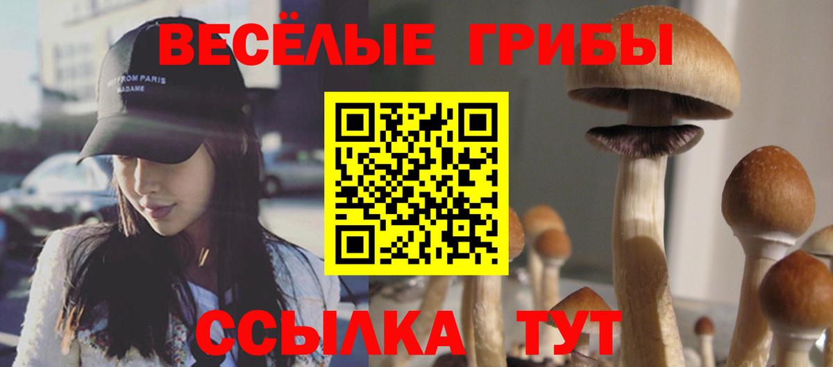 Псилоцибиновые грибы Psilocybine cubensis Медногорск